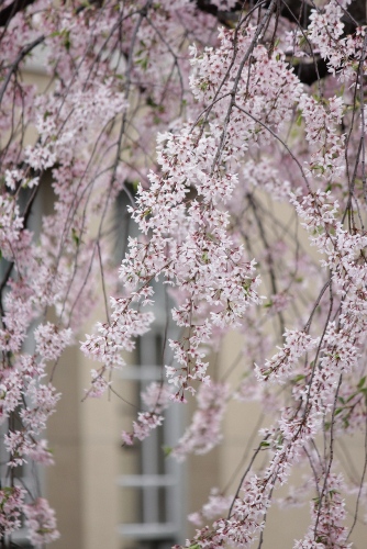 2054-12.4.19東南紅枝垂れ桜　細い窓バックに.jpg